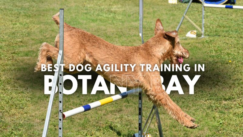 Best Dog Agility Training in Botany Bay