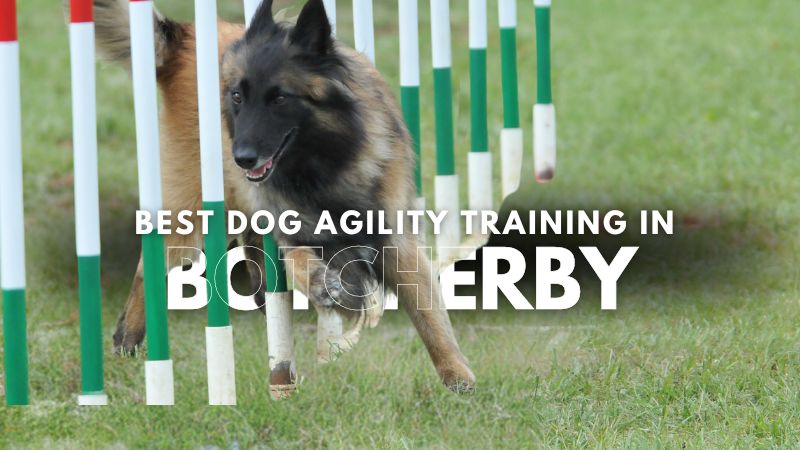 Best Dog Agility Training in Botcherby