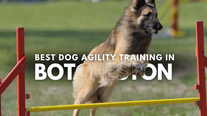 Best Dog Agility Training in Botcheston