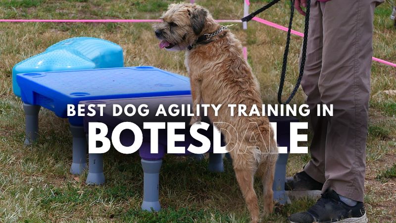 Best Dog Agility Training in Botesdale