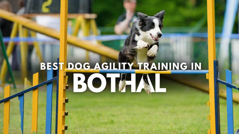 Best Dog Agility Training in Bothal