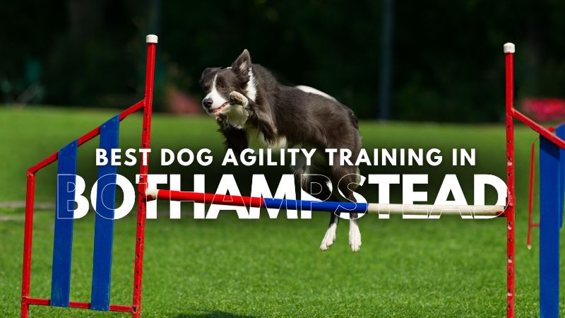 Best Dog Agility Training in Bothampstead