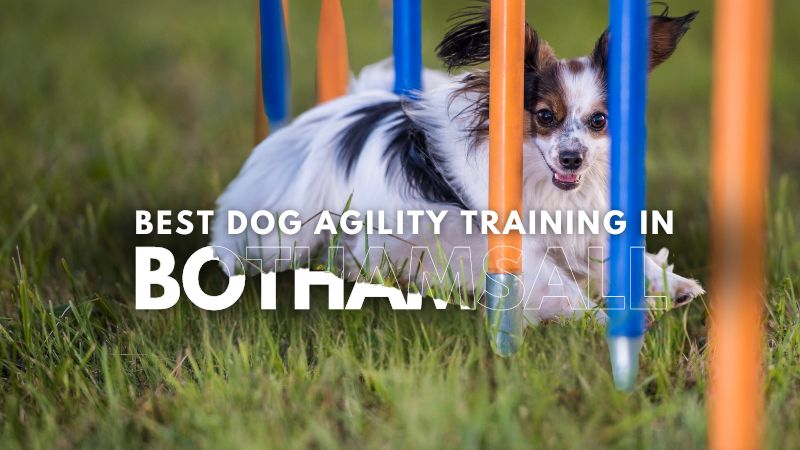 Best Dog Agility Training in Bothamsall