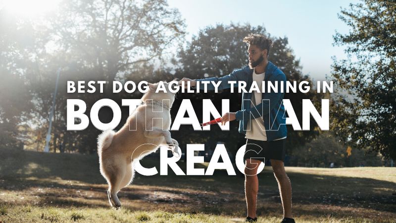 Best Dog Agility Training in Bothan Nan Creag