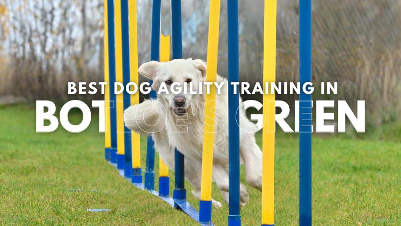 Best Dog Agility Training in Botloe's Green