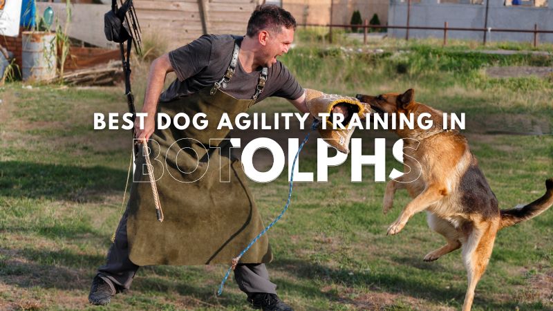 Best Dog Agility Training in Botolphs