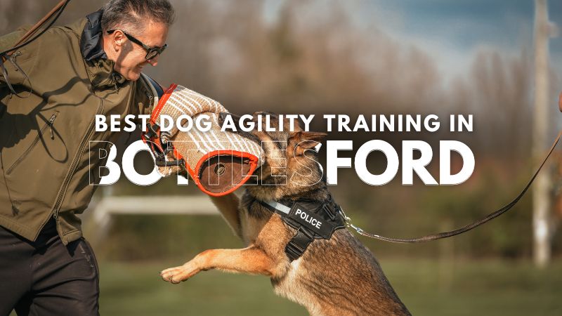 Best Dog Agility Training in Bottlesford