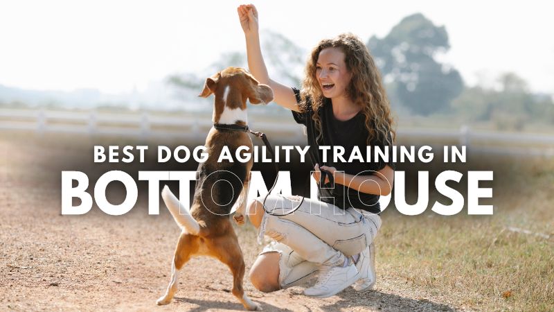 Best Dog Agility Training in Bottom House