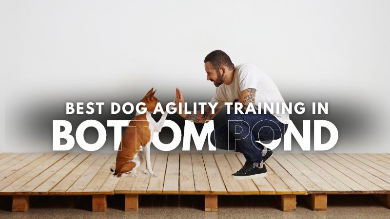 Best Dog Agility Training in Bottom Pond