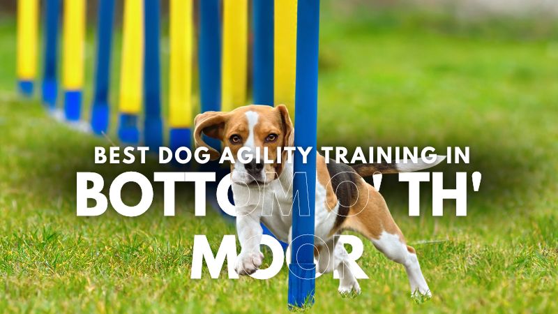 Best Dog Agility Training in Bottom o' th' Moor