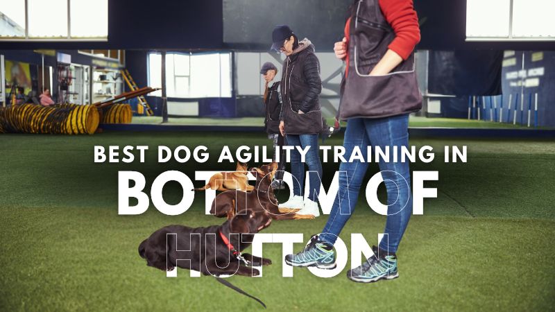 Best Dog Agility Training in Bottom of Hutton