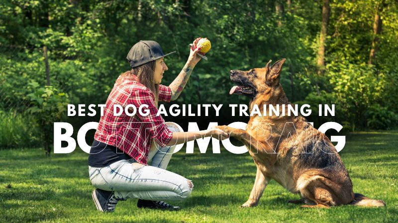 Best Dog Agility Training in Bottomcraig