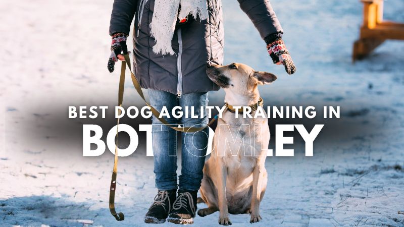 Best Dog Agility Training in Bottomley