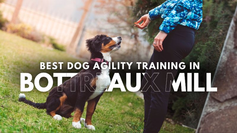 Best Dog Agility Training in Bottreaux Mill