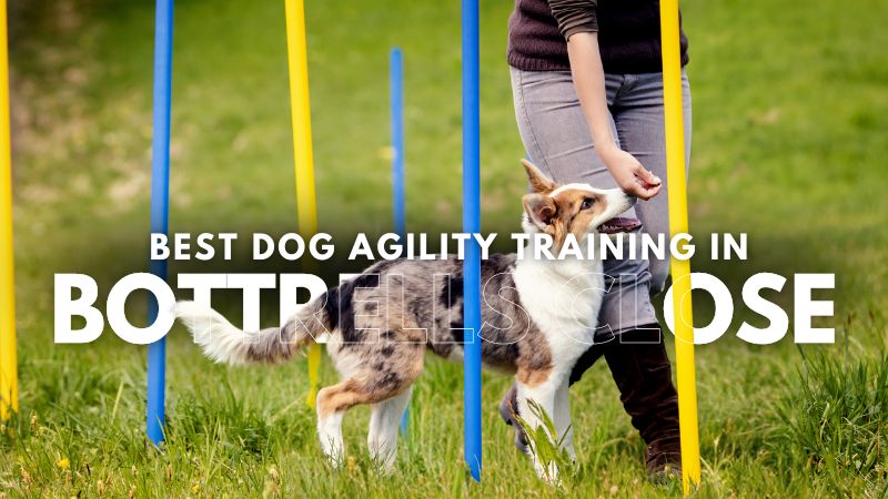 Best Dog Agility Training in Bottrells Close