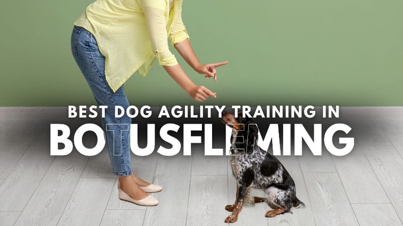 Best Dog Agility Training in Botusfleming