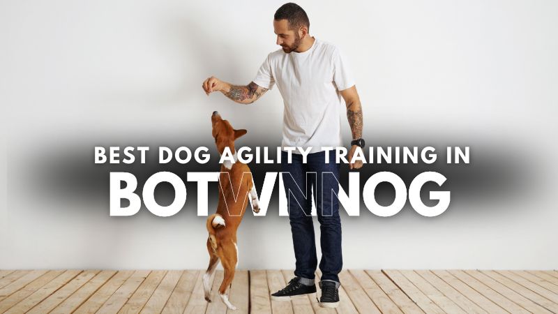 Best Dog Agility Training in Botwnnog