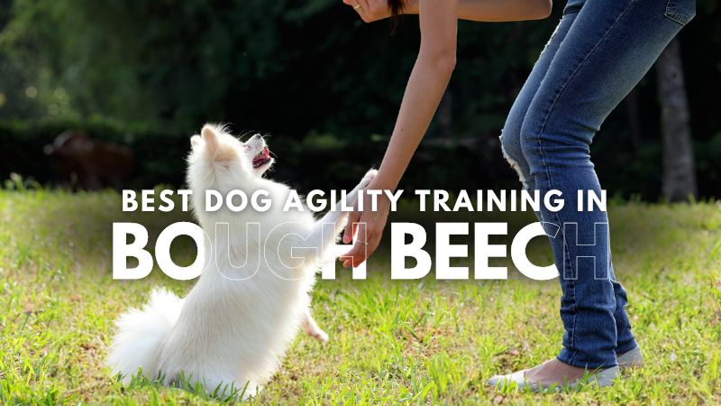 Best Dog Agility Training in Bough Beech