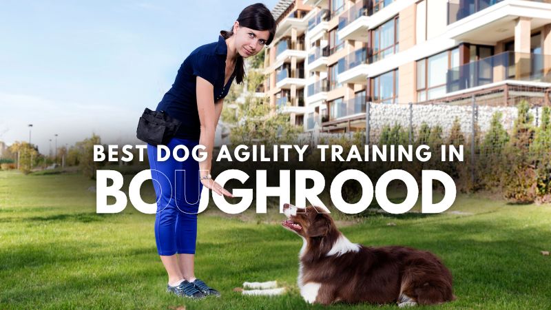 Best Dog Agility Training in Boughrood