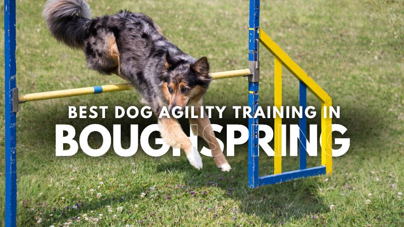 Best Dog Agility Training in Boughspring