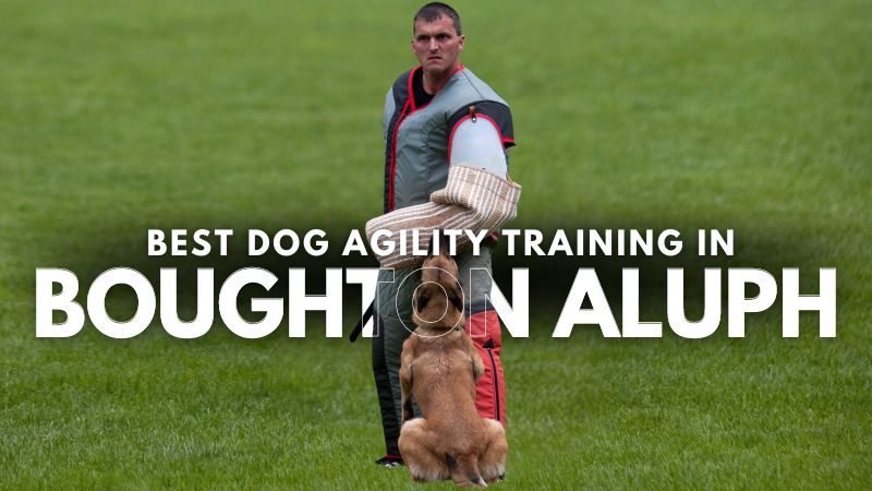 Best Dog Agility Training in Boughton Aluph