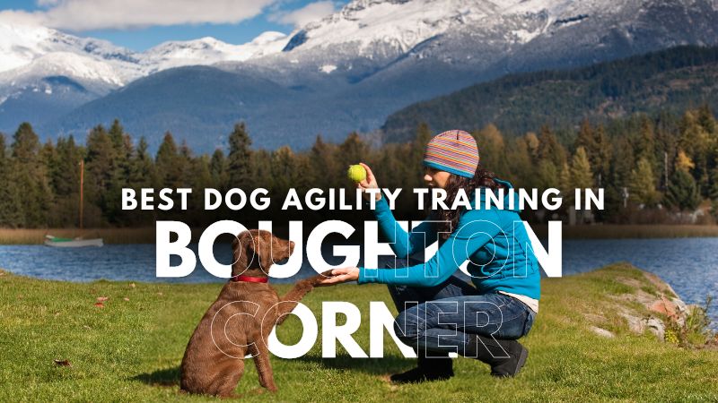 Best Dog Agility Training in Boughton Corner