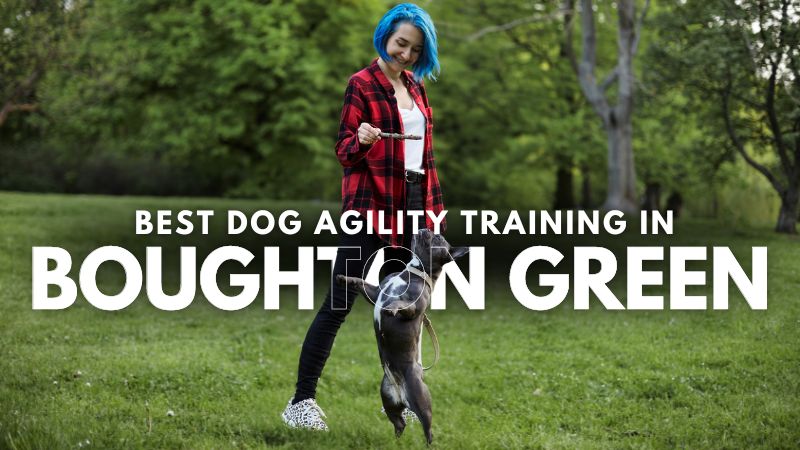Best Dog Agility Training in Boughton Green