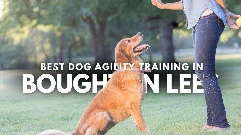Best Dog Agility Training in Boughton Lees