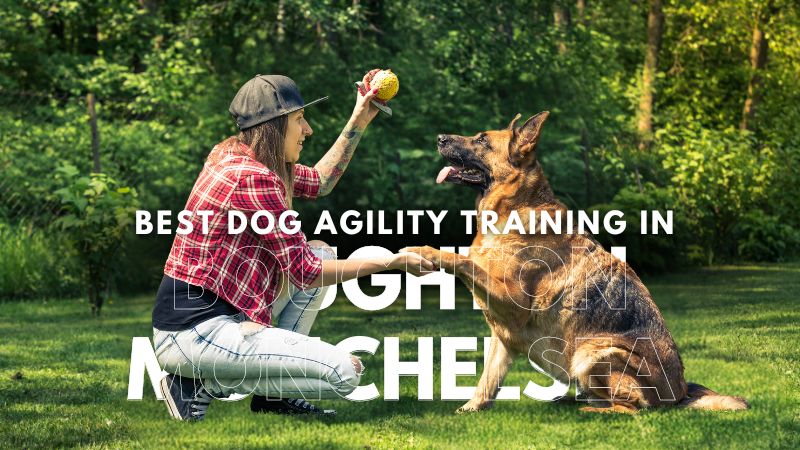 Best Dog Agility Training in Boughton Monchelsea