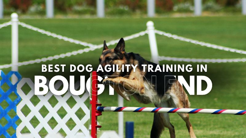 Best Dog Agility Training in Bougton End