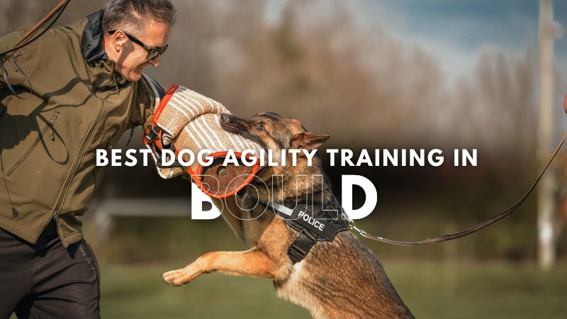 Best Dog Agility Training in Bould