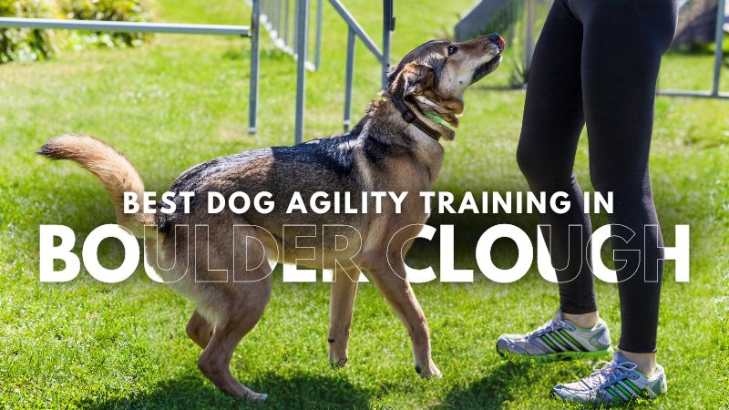 Best Dog Agility Training in Boulder Clough