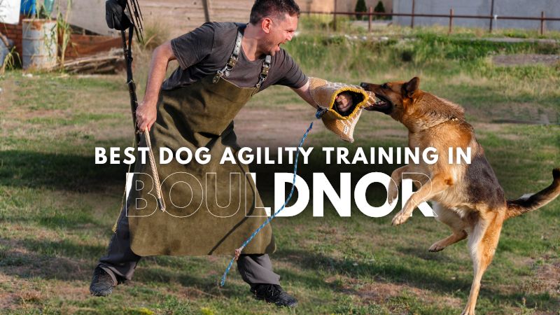 Best Dog Agility Training in Bouldnor