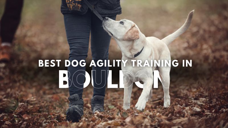 Best Dog Agility Training in Bouldon