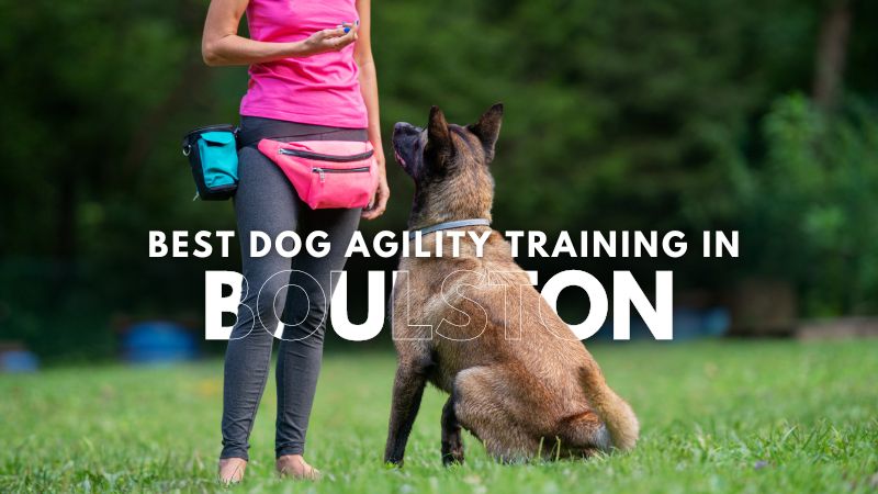Best Dog Agility Training in Boulston