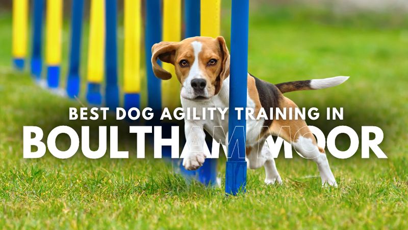 Best Dog Agility Training in Boultham Moor