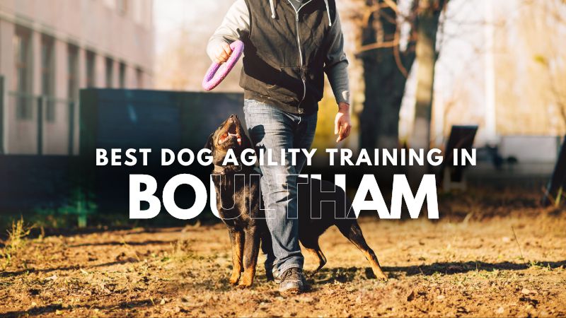 Best Dog Agility Training in Boultham