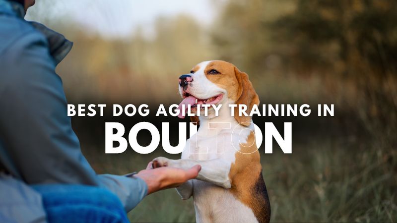 Best Dog Agility Training in Boulton