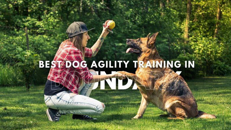 Best Dog Agility Training in Boundary