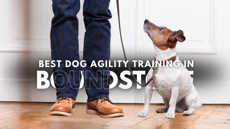 Best Dog Agility Training in Boundstone