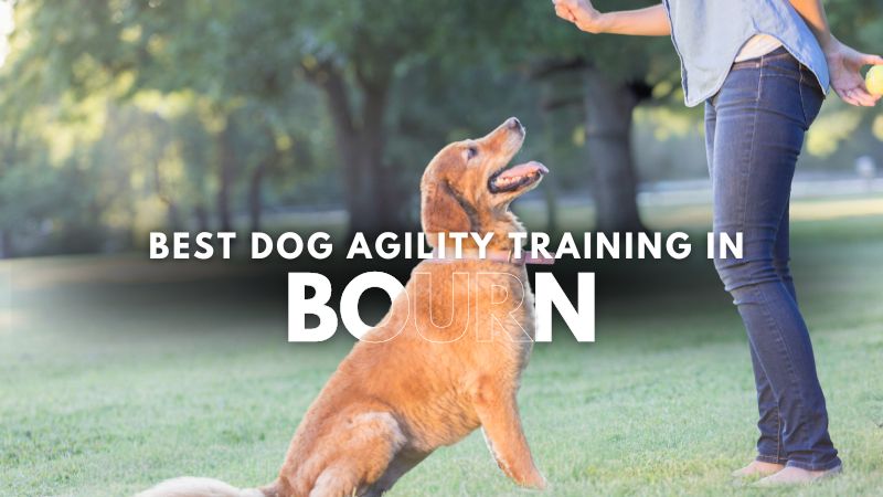 Best Dog Agility Training in Bourn