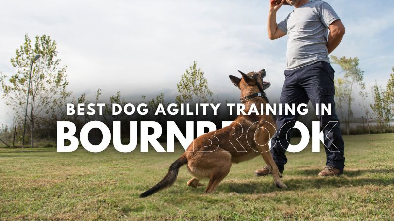 Best Dog Agility Training in Bournbrook