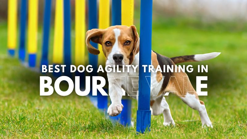 Best Dog Agility Training in Bourne Vale
