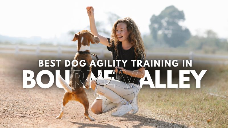 Best Dog Agility Training in Bourne Valley