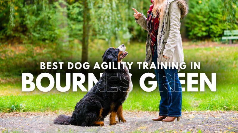 Best Dog Agility Training in Bournes Green