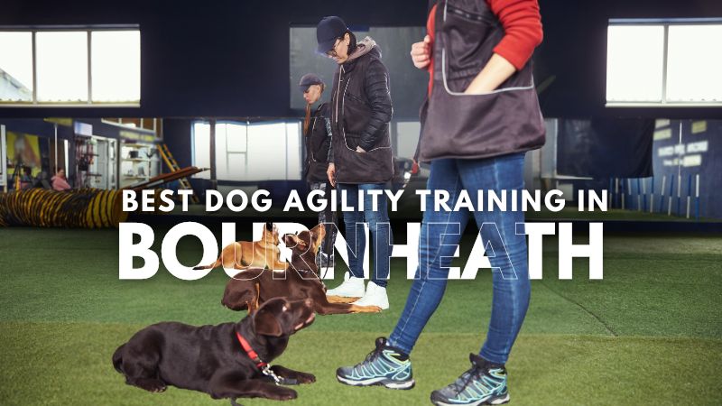 Best Dog Agility Training in Bournheath