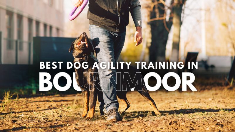 Best Dog Agility Training in Bournmoor