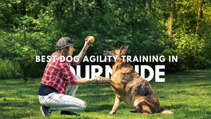 Best Dog Agility Training in Bournside