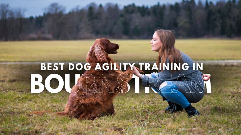 Best Dog Agility Training in Bournstream