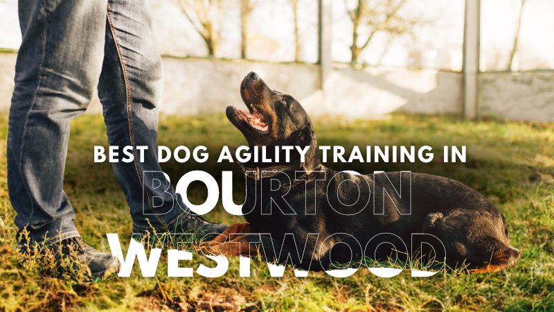 Best Dog Agility Training in Bourton Westwood